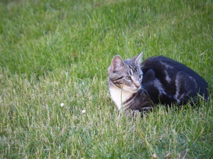 Blanding af racer Mille  oktober  billede 4