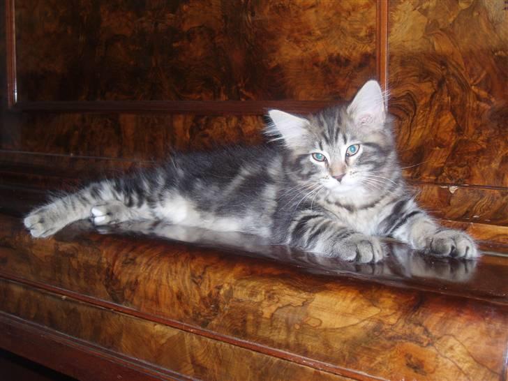 Maine Coon Aslan - Aslan hviler sig på vores klaver billede 13