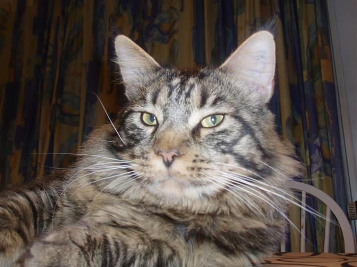Maine Coon Uzuri (Zuri) - Har du virkelig ret til at fotografere mig? billede 12