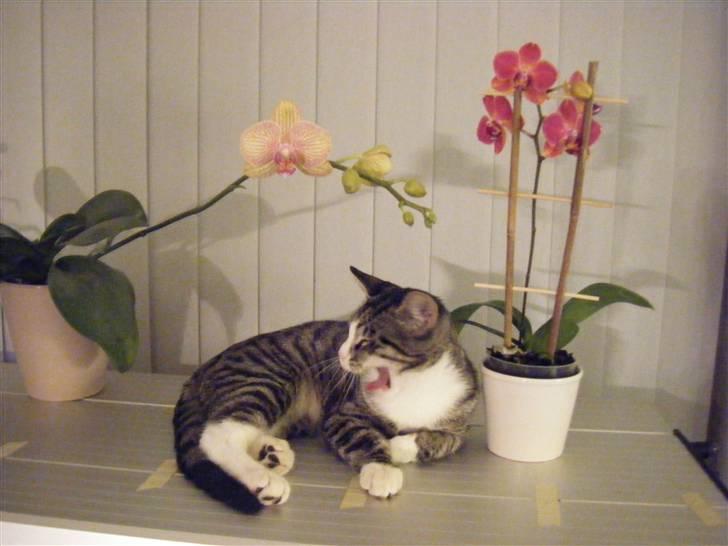 Huskat max billede 16