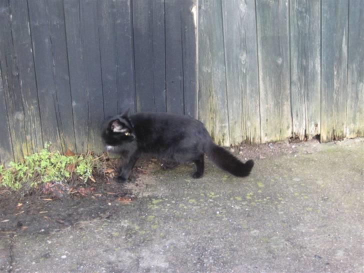 Huskat Cirkeline billede 20