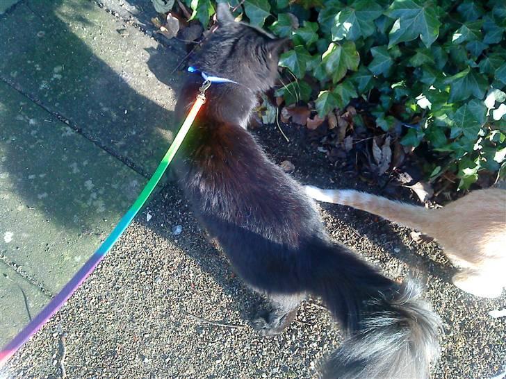 Blanding af racer Mowgli (ikke vores mere) billede 14