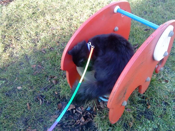 Blanding af racer Mowgli (ikke vores mere) billede 15