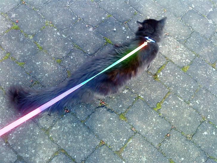 Blanding af racer Mowgli (ikke vores mere) billede 16