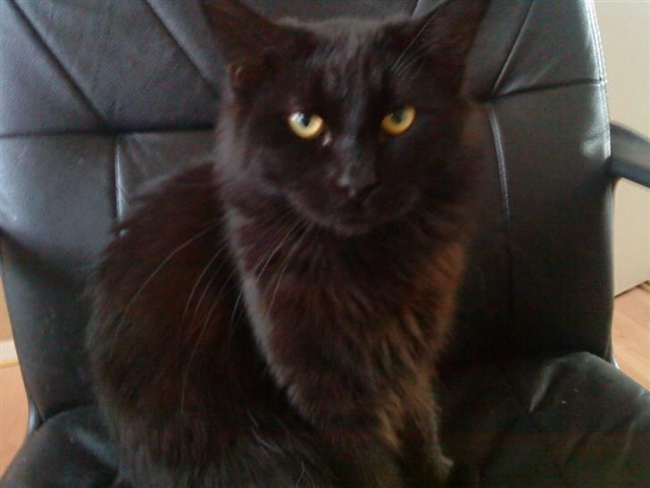 Blanding af racer Mowgli (ikke vores mere) billede 17