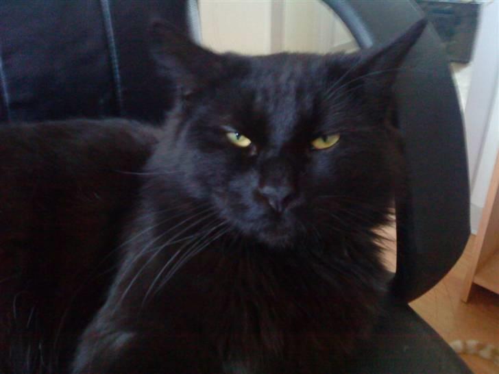 Blanding af racer Mowgli (ikke vores mere) billede 18