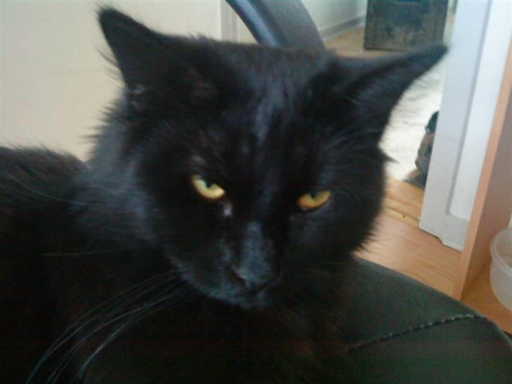 Blanding af racer Mowgli (ikke vores mere) billede 19