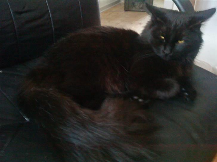 Blanding af racer Mowgli (ikke vores mere) billede 20