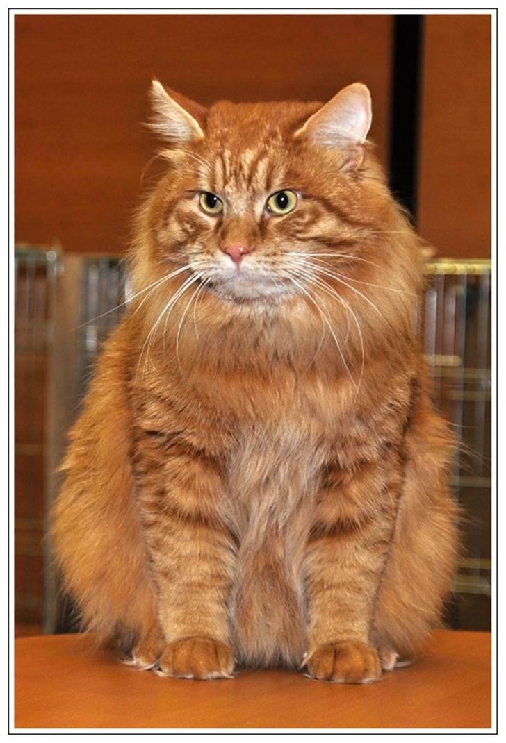 Kurilean Bobtail GIC.Ataman Kurilkot billede 2