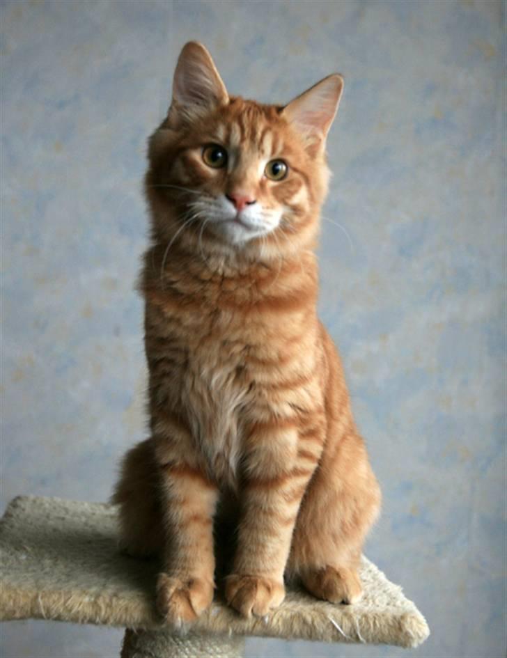 Kurilean Bobtail GIC.Ataman Kurilkot billede 3