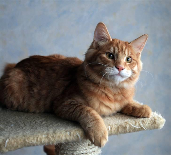 Kurilean Bobtail GIC.Ataman Kurilkot billede 4