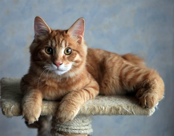 Kurilean Bobtail GIC.Ataman Kurilkot billede 5