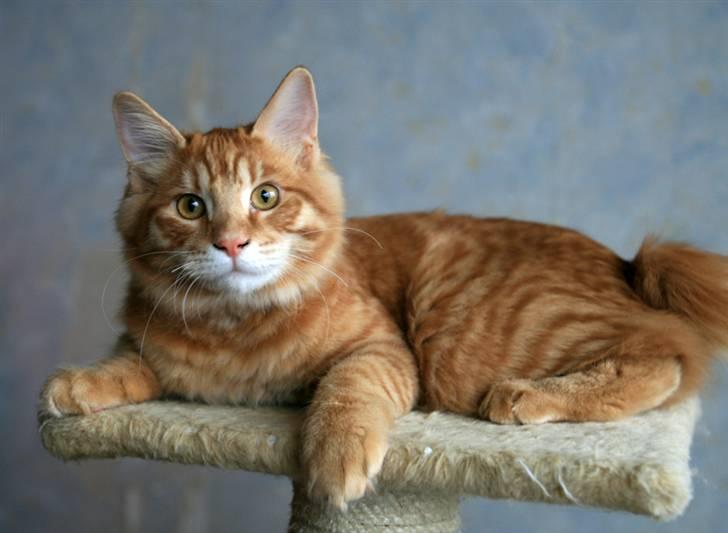 Kurilean Bobtail GIC.Ataman Kurilkot billede 6