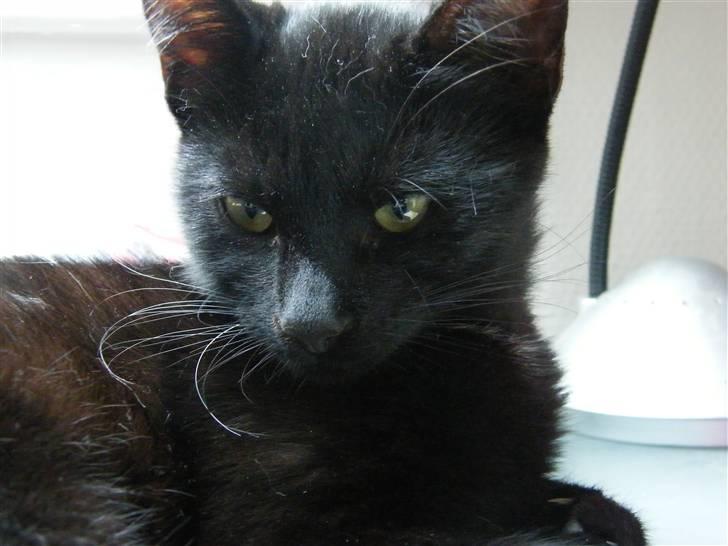 Huskat Mushu RiP ! billede 8