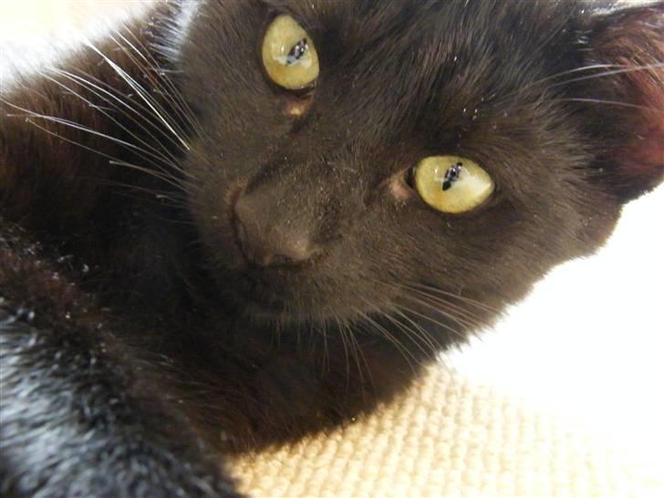 Huskat Mushu RiP ! billede 9