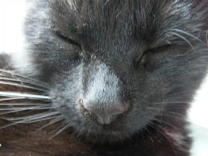 Huskat Mushu RiP ! billede 10