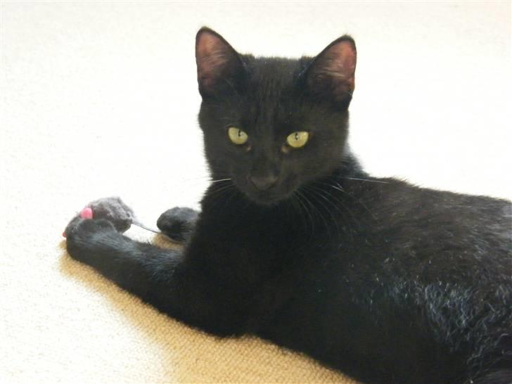 Huskat Mushu RiP ! billede 11