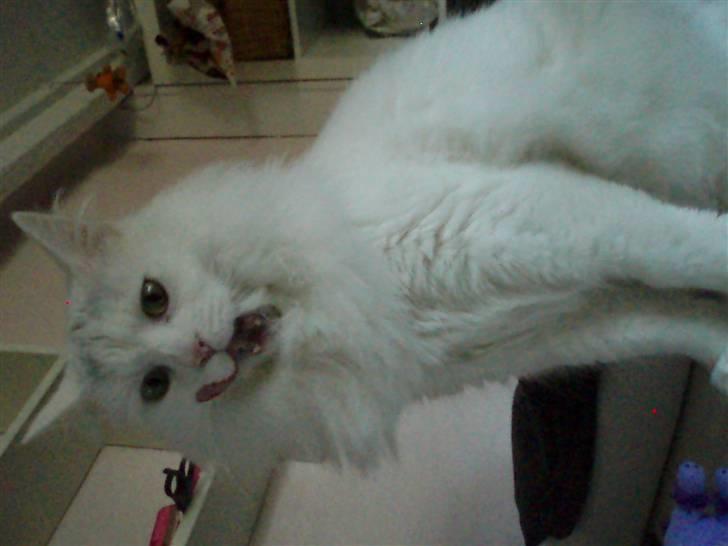 Maine Coon Al billede 15