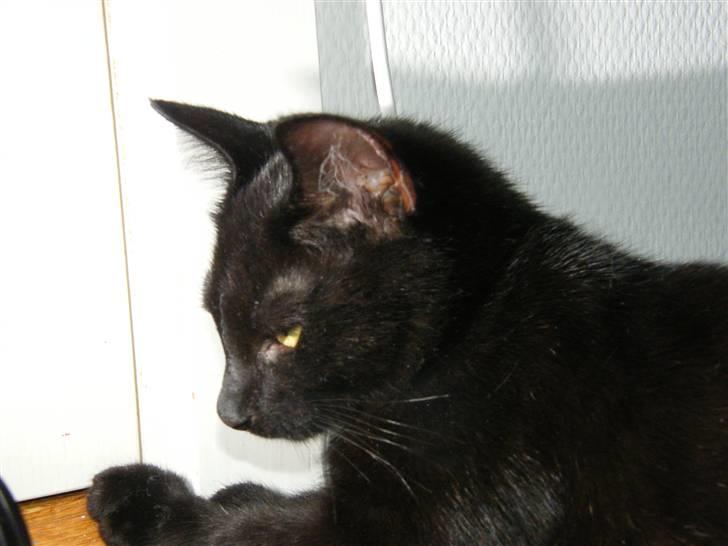 Huskat Mushu RiP ! billede 12