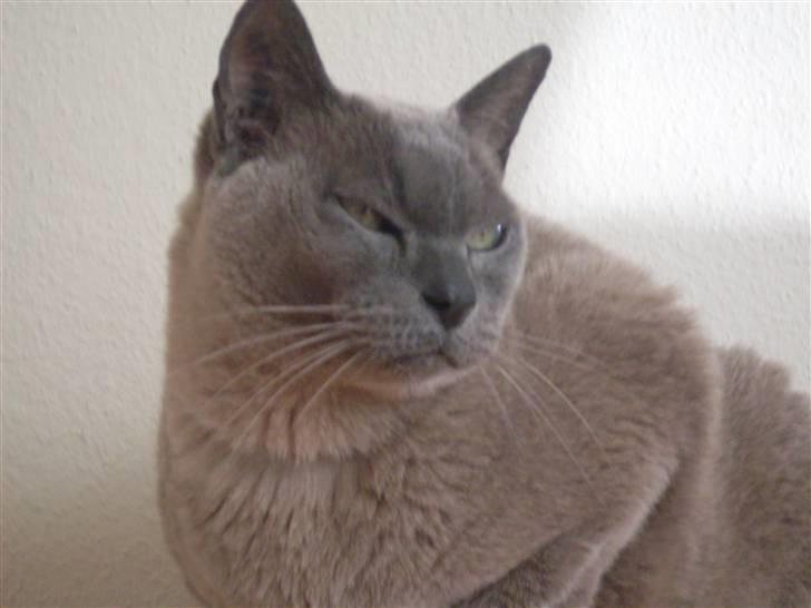 Burmeser Blue Barriester »Victor« billede 6