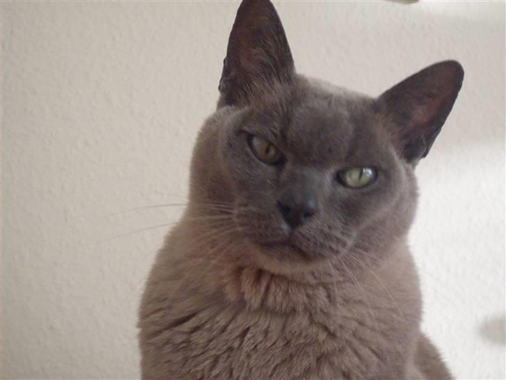 Burmeser Blue Barriester »Victor« billede 7