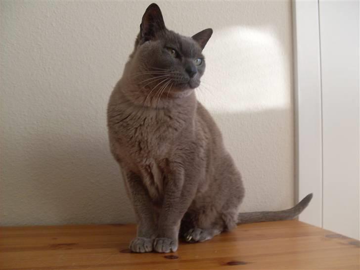 Burmeser Blue Barriester »Victor« billede 8