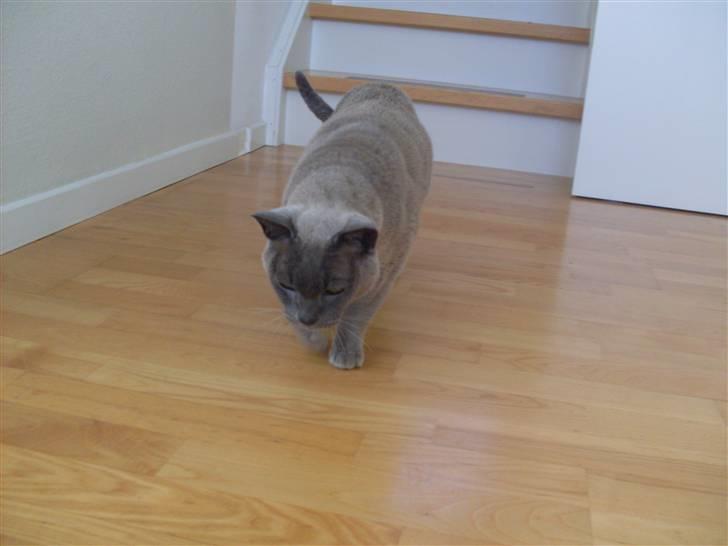 Burmeser Blue Barriester »Victor« billede 10