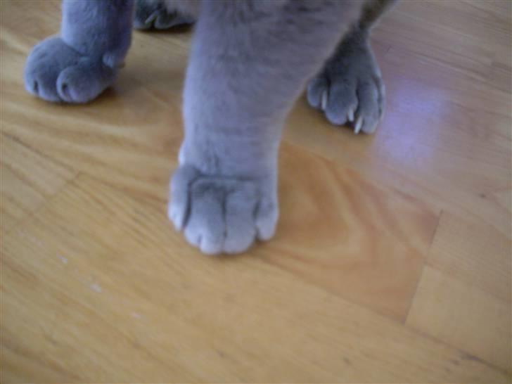 Burmeser Blue Barriester »Victor« billede 11