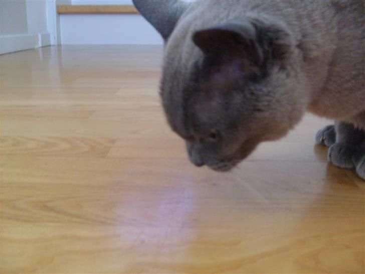 Burmeser Blue Barriester »Victor« billede 12