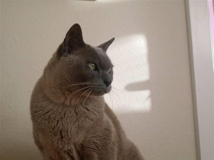 Burmeser Blue Barriester »Victor« billede 13