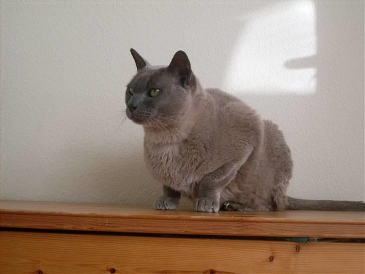 Burmeser Blue Barriester »Victor« billede 14