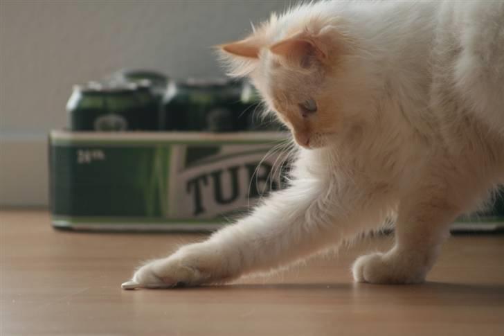 Blanding af racer Sebastian - 6 måneder billede 7