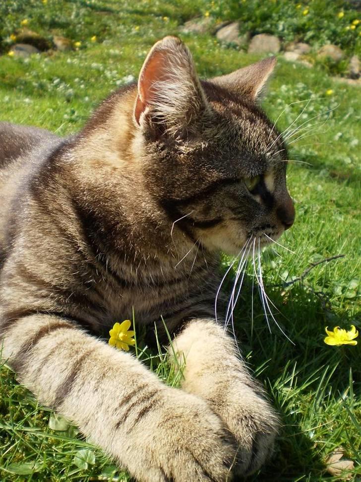 Huskat Bedford  - Beddie krammer en forårsblomst, påsken 09 billede 6