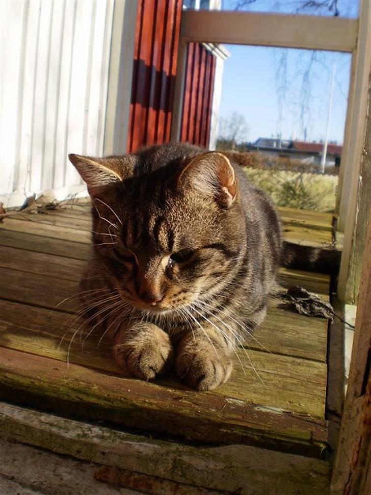 Huskat Bedford  - Betzy på ´verandaen´ ved legehuset (: billede 7