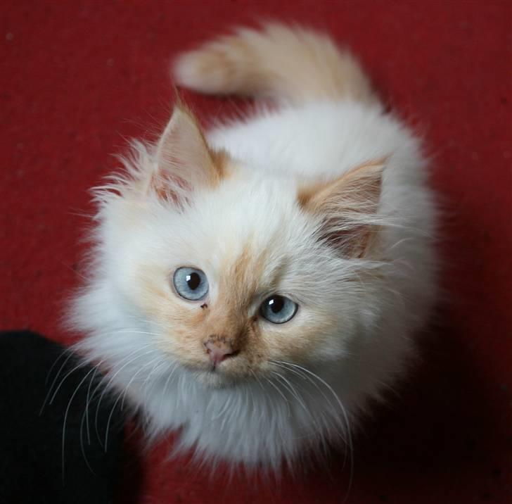 Blanding af racer Sebastian - 16-17 uger billede 8