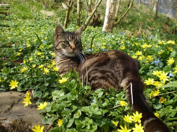 Huskat Bedford  - Betsy i forårsblomsterne, påsken 09 billede 9