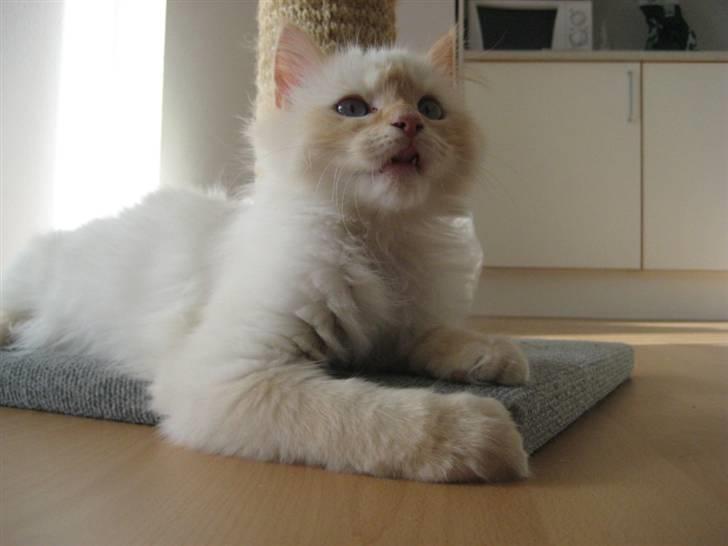 Blanding af racer Sebastian - 6 måneder billede 9