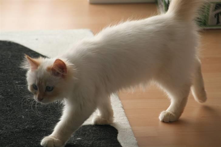 Blanding af racer Sebastian - 6 måneder billede 10