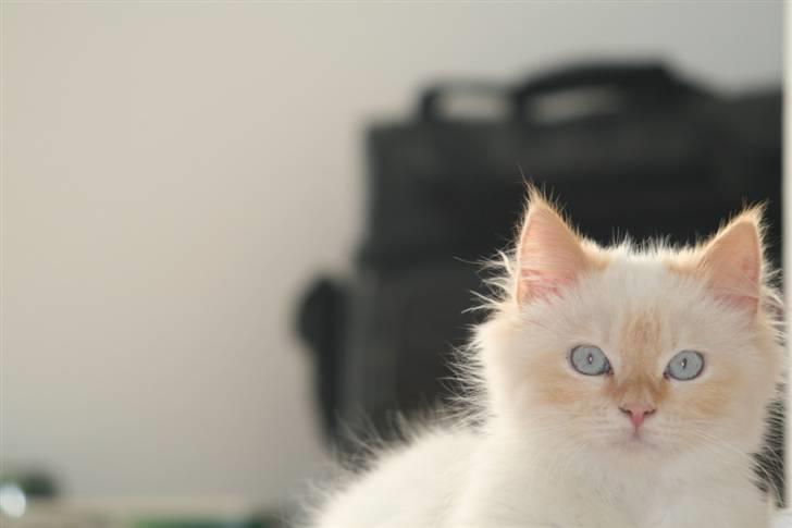 Blanding af racer Sebastian - 6 måneder billede 11