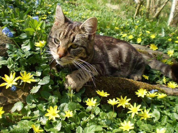 Huskat Bedford  - Hygge i forårsblomsterne billede 14