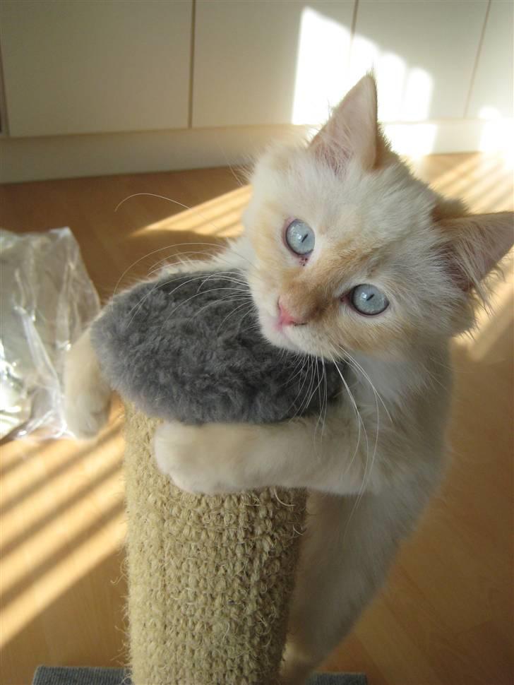 Blanding af racer Sebastian - 6 måneder billede 12