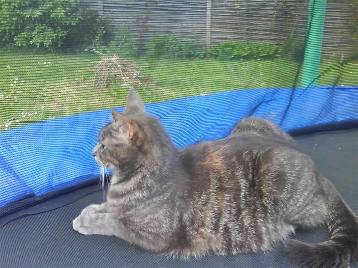 Blanding af racer Pjuske - slapper lidt af billede 1