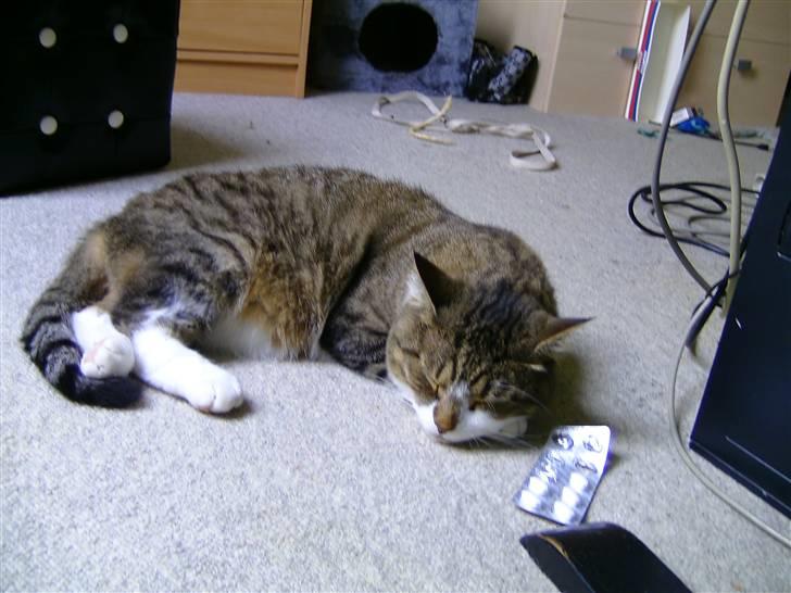 Blanding af racer Charlie billede 9