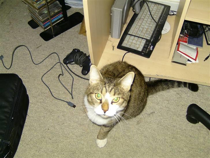 Blanding af racer Charlie billede 10