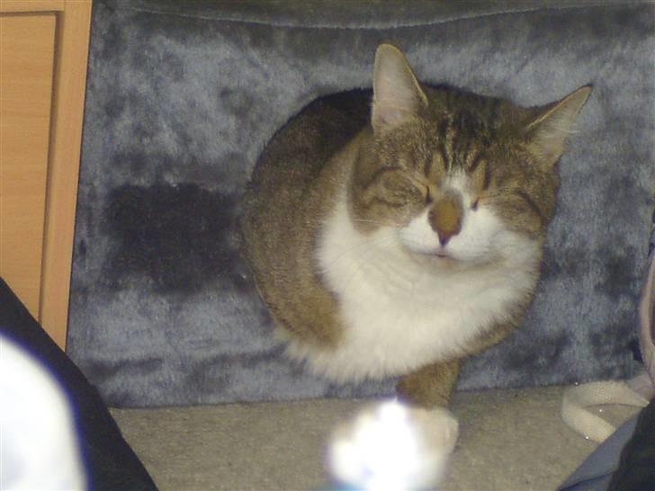 Blanding af racer Charlie billede 11