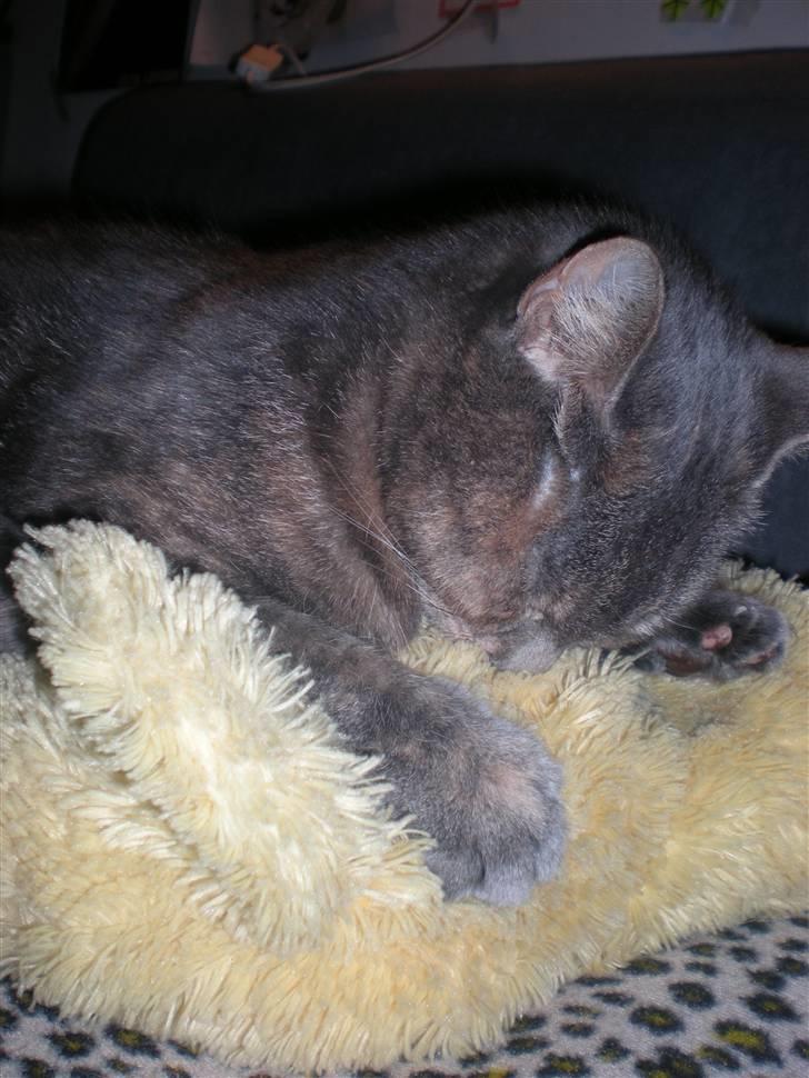 Blanding af racer Pjuske billede 2