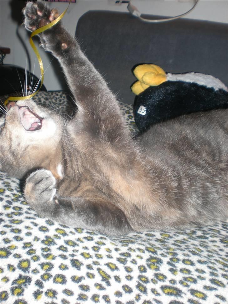 Blanding af racer Pjuske billede 3