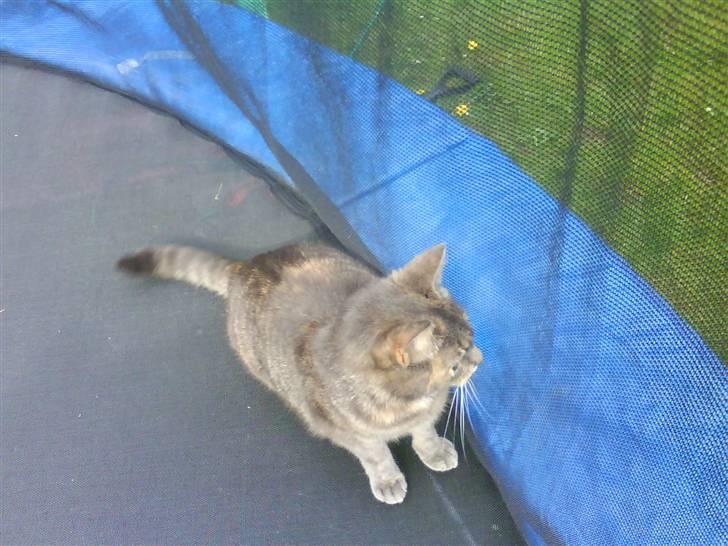 Blanding af racer Pjuske billede 4