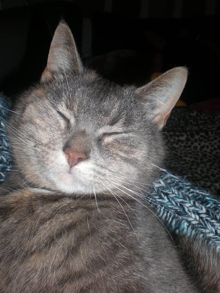 Blanding af racer Pjuske billede 5