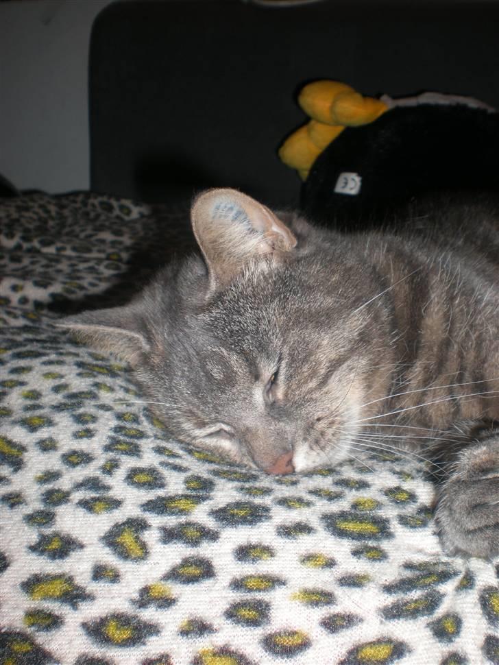 Blanding af racer Pjuske billede 6